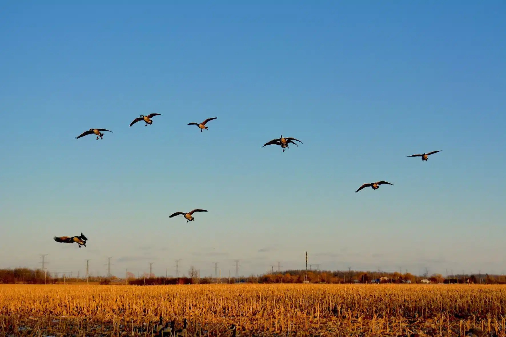 Early Season Fall Hunt Canada Goose